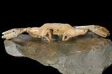 Fossil Crab (Macrophtalmus) Mounted On Rock - Madagascar #130632-5